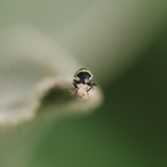 Green shield bug