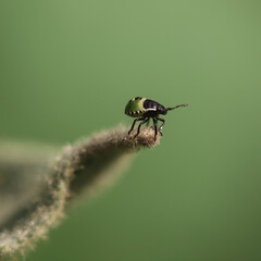 Green shield bug