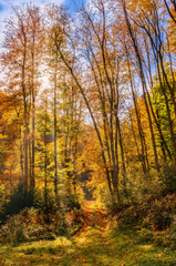 Abandoned, grassy road in a sunny, autumn forest
