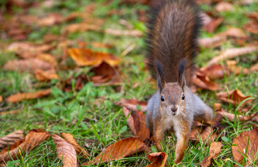 Squirrel in a city park in autumn in Moscow, Russia