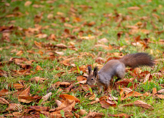Squirrel in a city park in autumn in Moscow, Russia