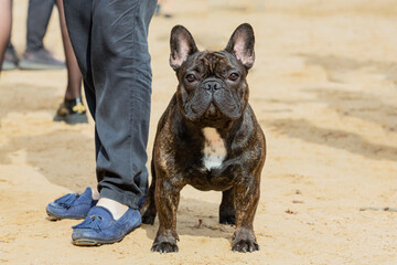 A French bulldog at a dog show.