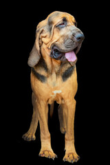 The Bloodhound is a large hunting dog. Portrait on a black background.