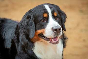 Portrait of a dog of the Bernese Mountain Dog breed.Close-up