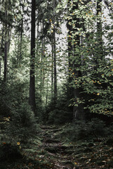 Las mieszany, naturalne środowisko, natura, ekologia, drzewa. Mixed forest, natural environment,...