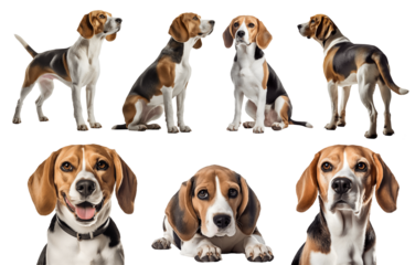 Beagle dog puppy, many angles and view portrait side back head shot isolated on transparent background cutout, PNG file
