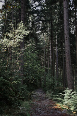 Fototapeta premium Las mieszany, naturalne środowisko, natura, ekologia, drzewa. Mixed forest, natural environment, nature, ecology, trees.