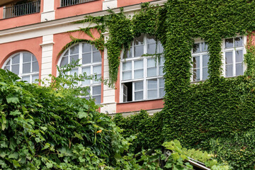 Fototapeta na wymiar Windows in Znojmo, overgrown with climbing ivy