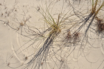 Sandy beach. Grass on the sea sand. Sea sand beach and grass.