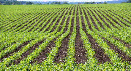 Young corn grows on the farmer's field.