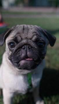An adorable pug breed dog on the grass in a summer park.