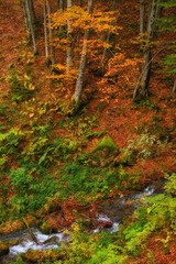 Autumn's Serenade: A Serene River Journey Through the Enchanting Forest