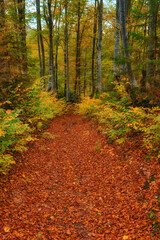 Autumn's Rustic Symphony: A Majestic Tapestry of Fallen Leaves
