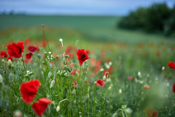 A field of wild red poppies against a blue sky.