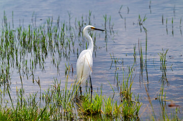 Wading Snowy Egret