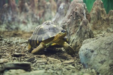 A turtle in an aviary behind glass. Rare animals. Fauna of our planet