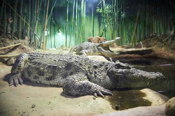 A crocodile in an aviary behind glass. Rare animals. Fauna of our planet