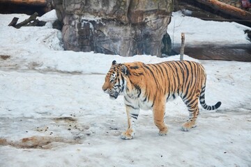 The Ussuri tiger walks in the snow at the zoo. Rare animals. The animal world of our planet