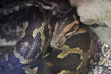 Python snake in an aviary behind glass. Rare animals. Fauna of our planet