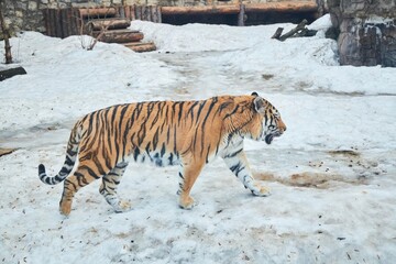 The Ussuri tiger walks in the snow at the zoo. Rare animals. The animal world of our planet