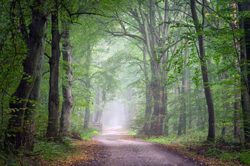 Avenue in old foggy forest