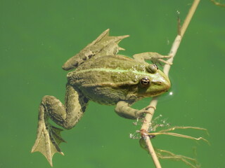 Green frog in water