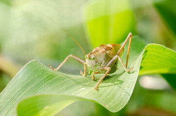 A large green locust eats a corn plant.