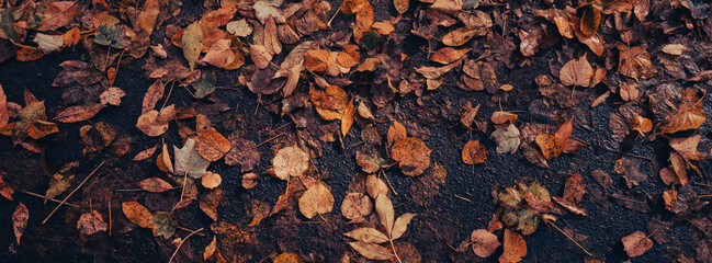 Colorful falling autumn leaves pattern background. View through the autumn foliage in park forest. Golden tree leaves. Beautiful tree with yellow leaves in autumn forest. Path littered with autumn