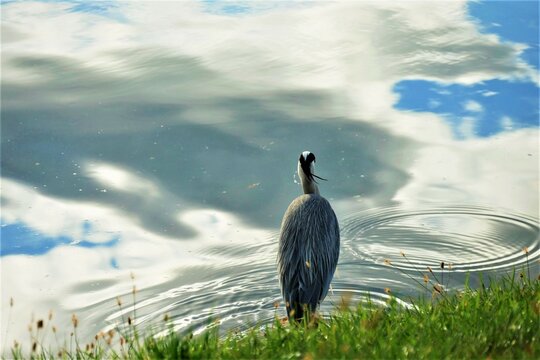 Heron bird standing in the lake with reflection and clouds