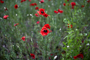 A field of wild red poppies and other flowers.