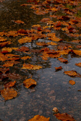 Fall raindrops falling into puddle with autumnal leaves. Hello Fall Autumn leaves float on the surface of the water. Fallen orange leaf is sailing on dark puddle. Hygge atmosphere Falling rain drops