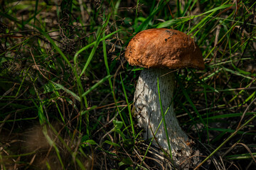 Orange mushroom for healthy food in summer dark green grass in mountains