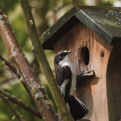 bird house on a tree with pied flycatcher