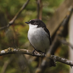 pied flycatcher on branch