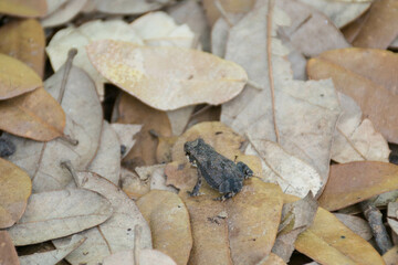 small frog on brown fallen leaves