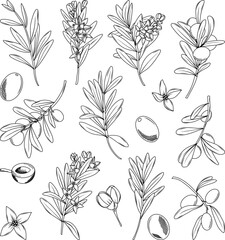 Collection of hand drawn olives, olive tree branches and olive flowers in sketchy minimalist style, isolated vector illustrations, olive clipart - 641853659