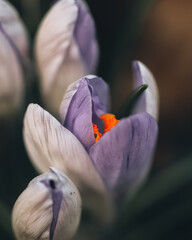 purple crocus flower