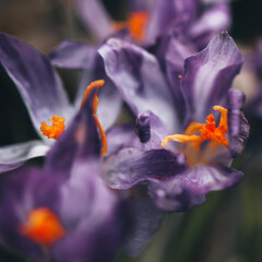 purple flowering crocuses