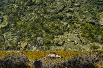 Crab taking dead fish back into the water