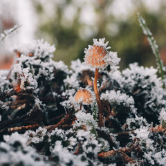 frosted mushrooms