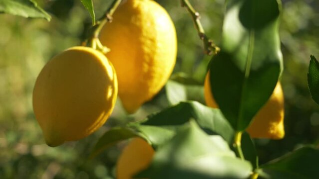 lemon tree with ripe lemons in a citrus grove near Syracuse, Sicily. fruit orchards, lemon grove. boxes full of just picked lemons. 