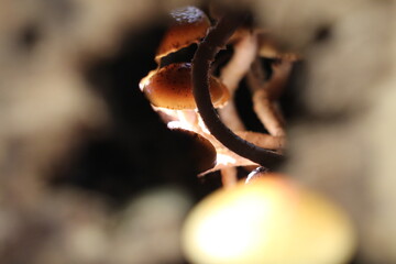 Hole with mushrooms