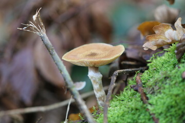 mushrooms in the forest