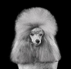 Portrait of gray toy poodle
