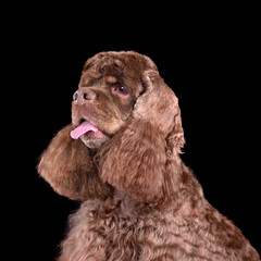 Studio portrait American Cocker Spaniel dog