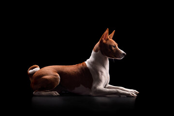 Basenji or Congo Terrier dog