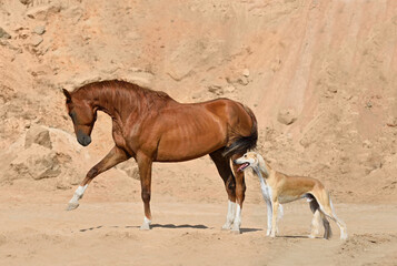Horse and dog standing on a sand bagkground