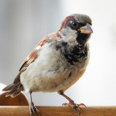female house sparrow