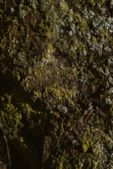 Rough texture of organic stone. Natural rock background with colored lichen