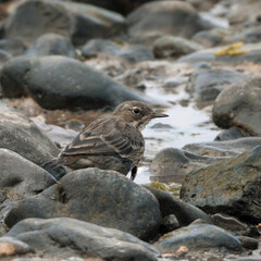 rock pipit on rocky beach